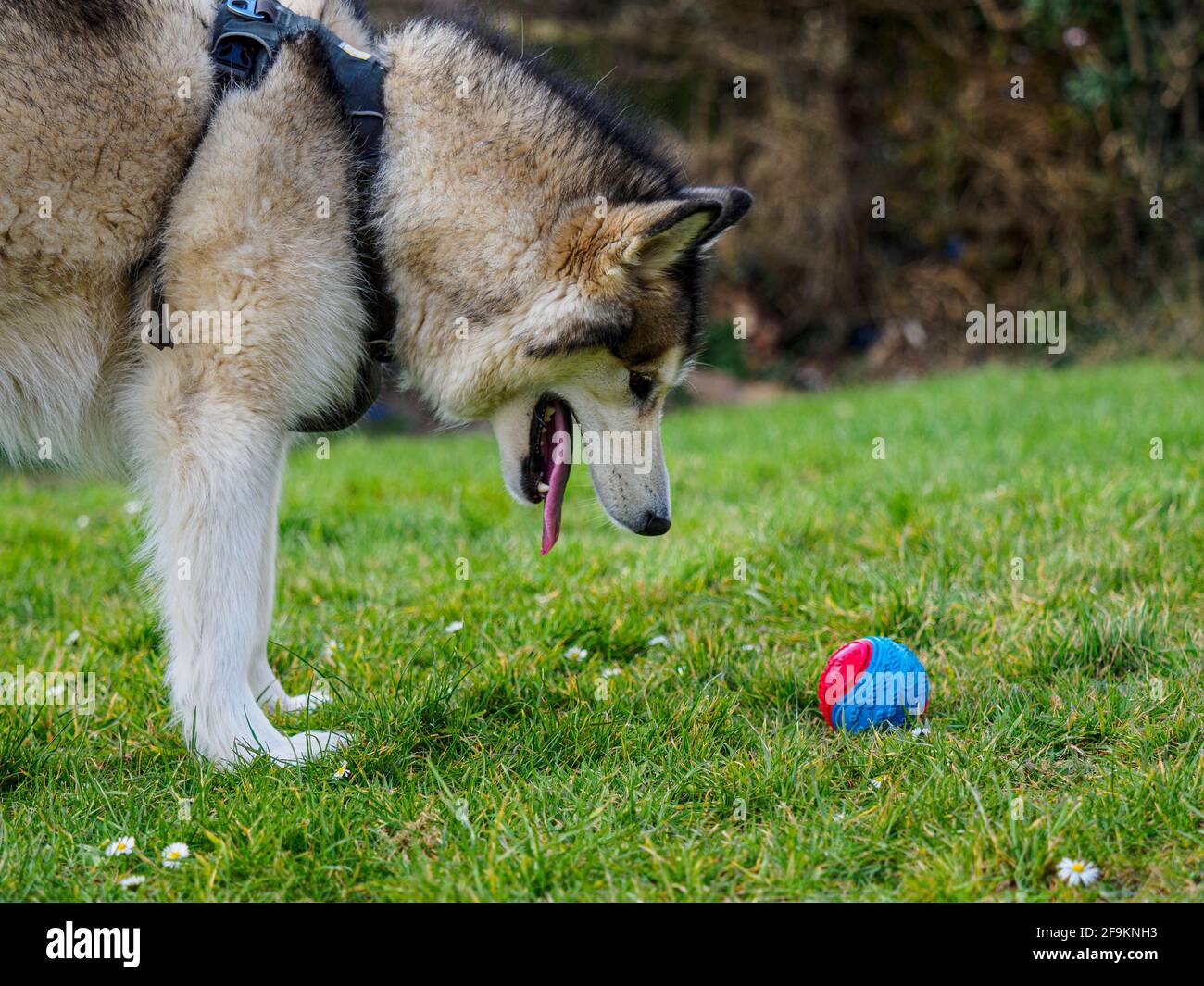 Malamuto dell'Alaska guardando giù la palla, Regno Unito Foto Stock