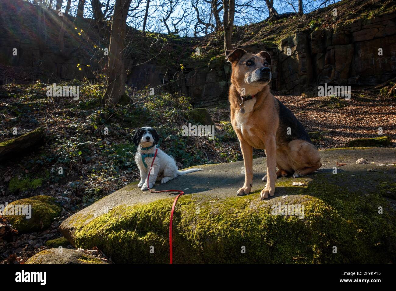 Puppy imparare Sit stare comando con un cane più vecchio come un modello di ruolo per l'addestramento. Il cucciolo sta copiando il cane maturo. Yorkshire, Regno Unito Foto Stock