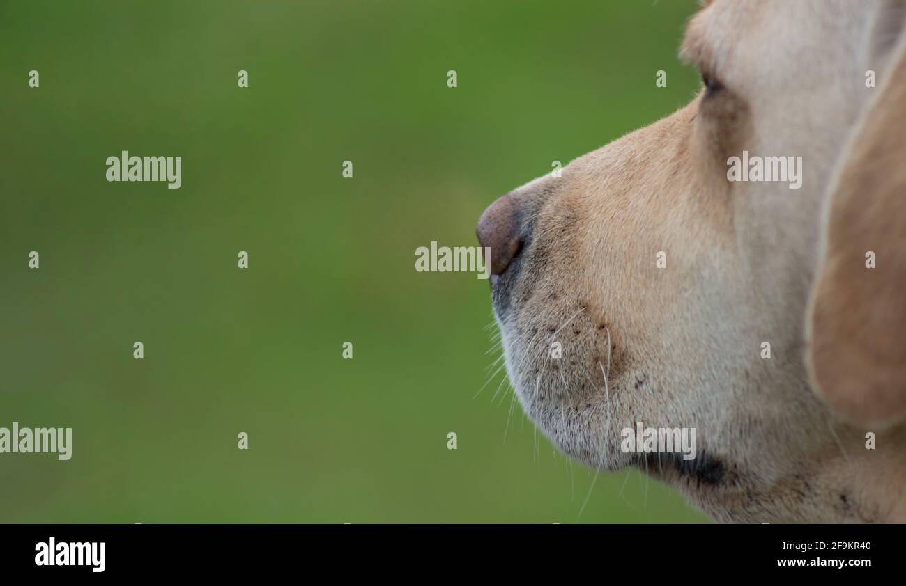 Muso di un cane Labrador Retriever. L'animale guarda in lontananza. Sfondo sfocato Foto Stock