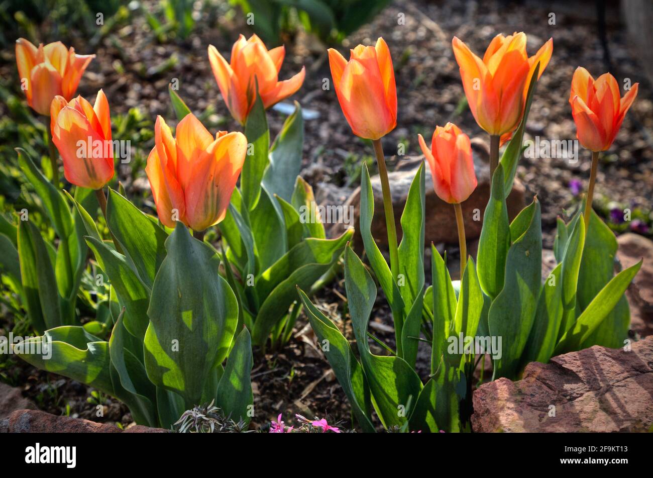 Una fila di tulipani con fiori parzialmente aperti in una calda giornata di primavera. Foto Stock