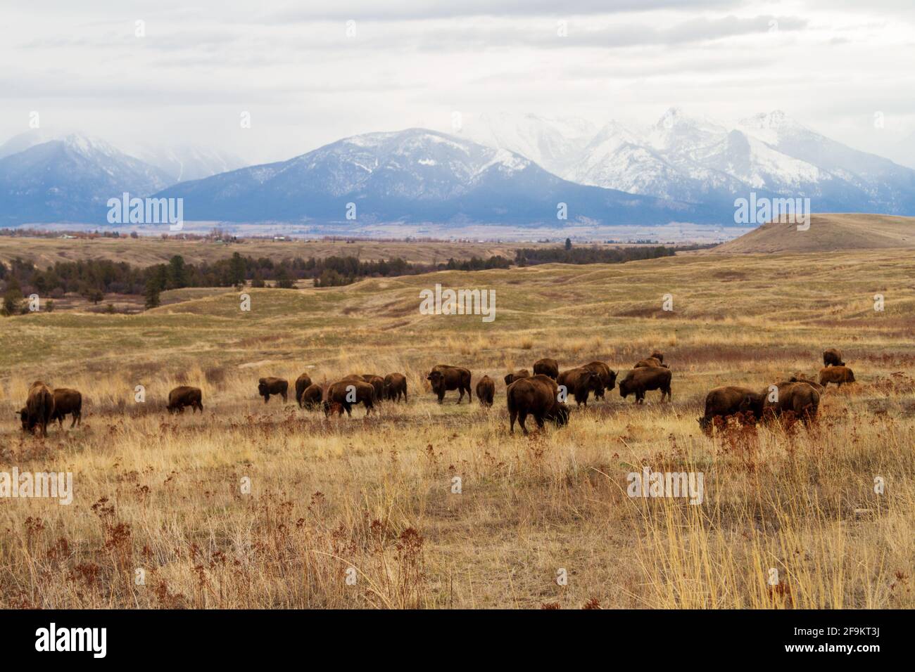 Una mandria di bisonti sulle praterie native della National Bison Range, Mission Valley, Montana, USA. Foto Stock