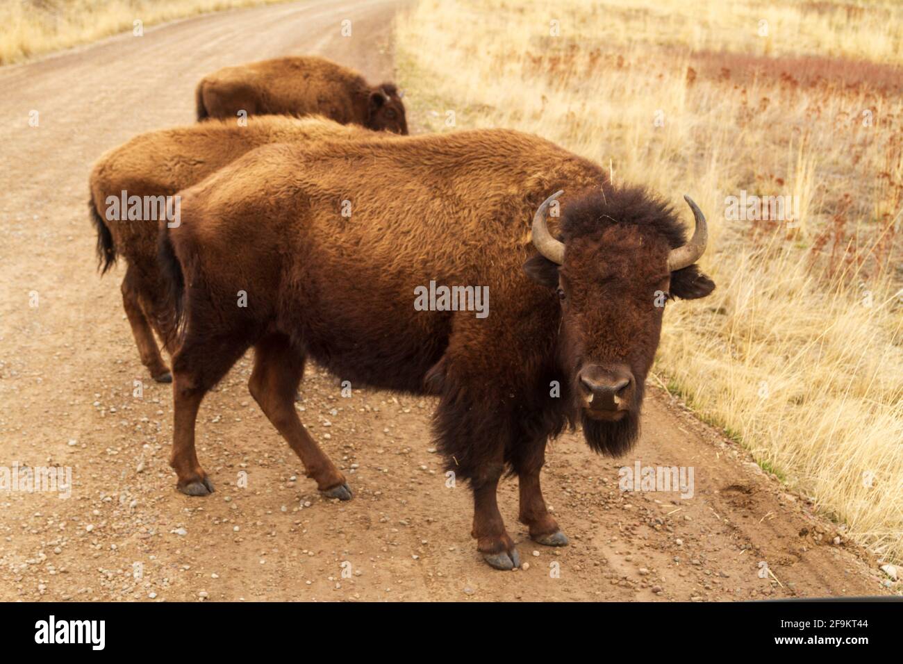 Un bisonte (bisonte) in piedi con altri bisonti su una strada ghiaiosa nella National Bison Range, Mission Valley, Montana, USA. Foto Stock