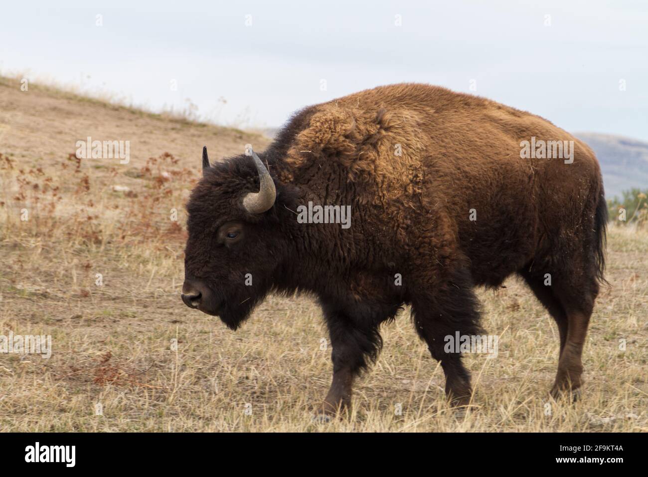 Un giovane bisonte (bisonte) sulla National Bison Range, Mission Valley, Mission Valley, Montana, USA. Foto Stock