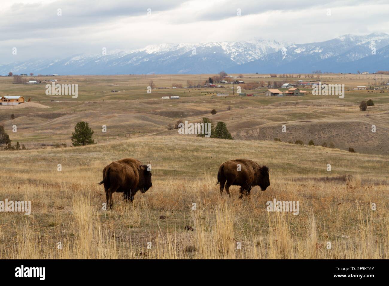 Un paio di bisonti sulla National Bison Range, che mostra la sua vicinanza alle aree sviluppate nella Mission Valley, Montana. Foto Stock