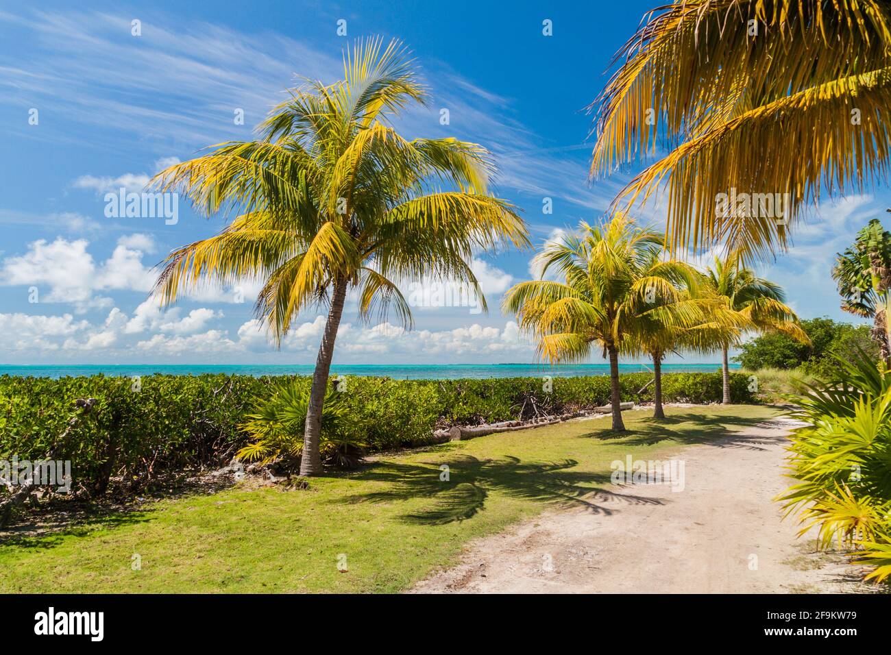 Palme a una costa di Caye Caulker isola, Belize Foto Stock