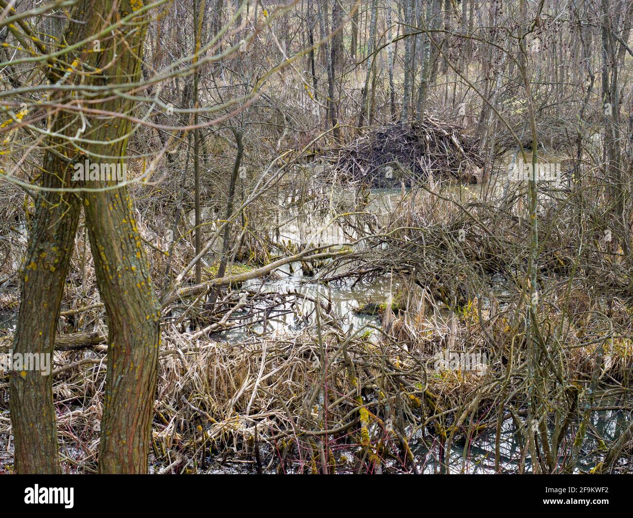 beaver si trova nella palude in primavera Foto Stock