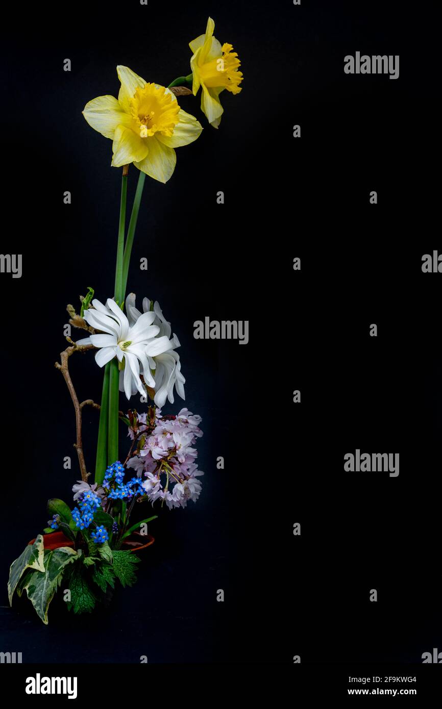 Elegante disposizione dei fiori primaverili su sfondo nero Foto Stock