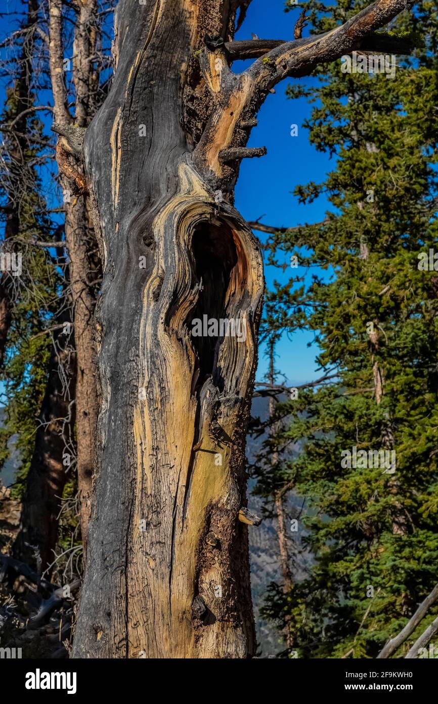 Lodgepole Pine, Pinus contorta, albero morto in piedi stagionato in Rock Creek Valley in Beartooth Mountains, Beartooth Highway, Montana, USA Foto Stock