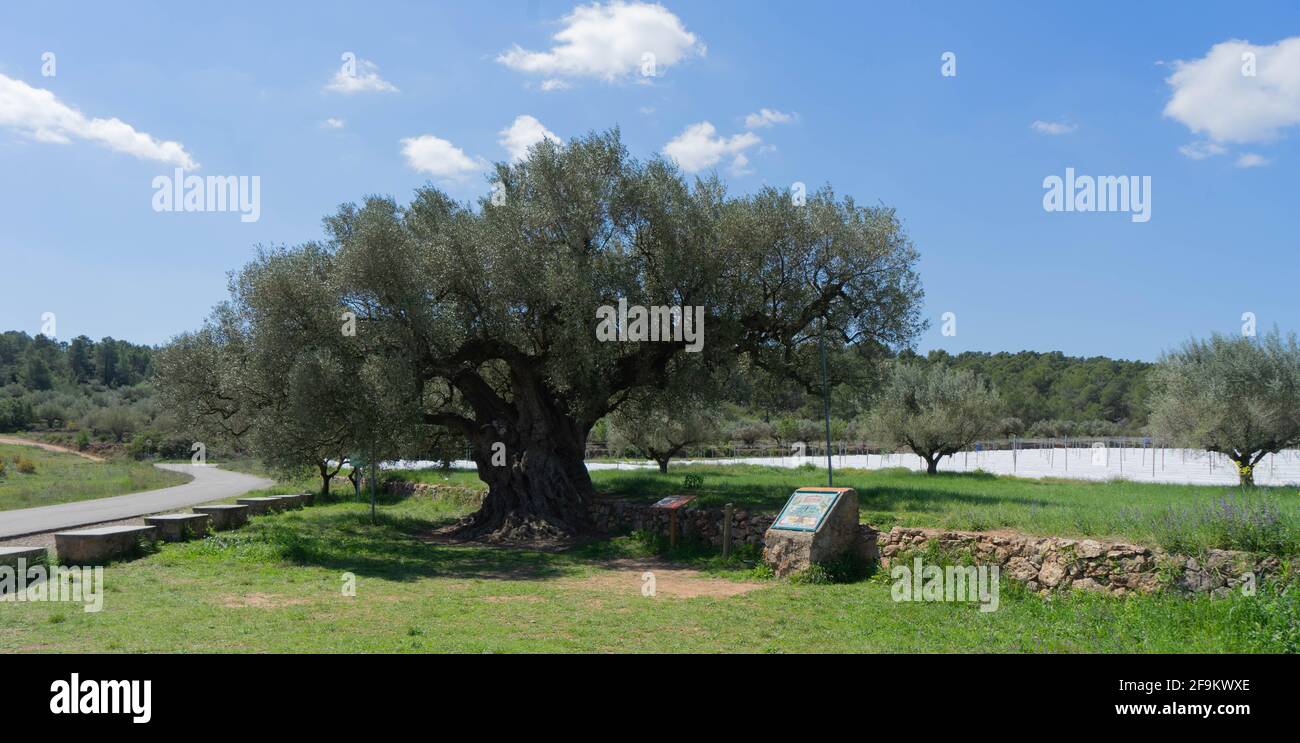 ulivo millenario Foto Stock