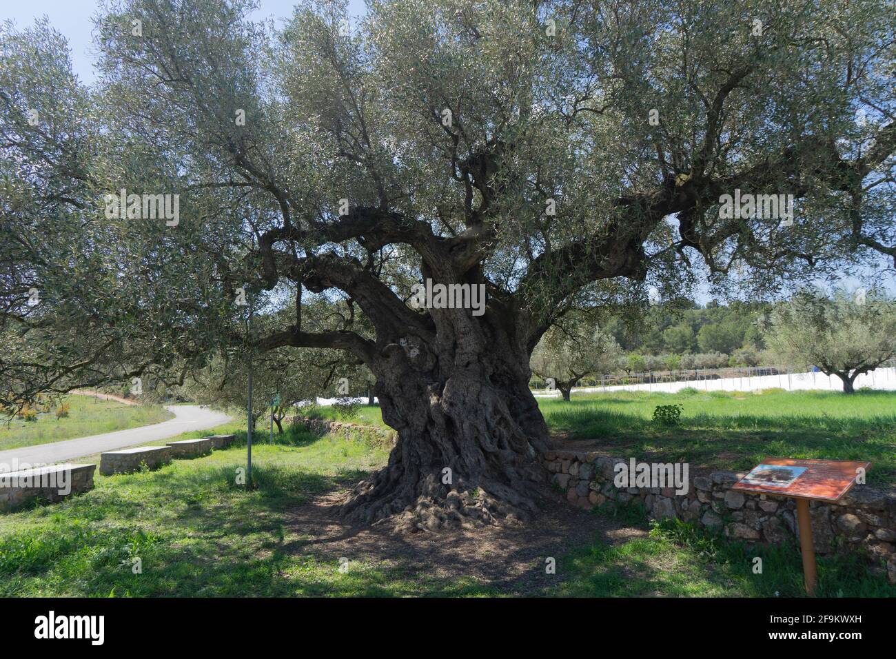 ulivo millenario Foto Stock