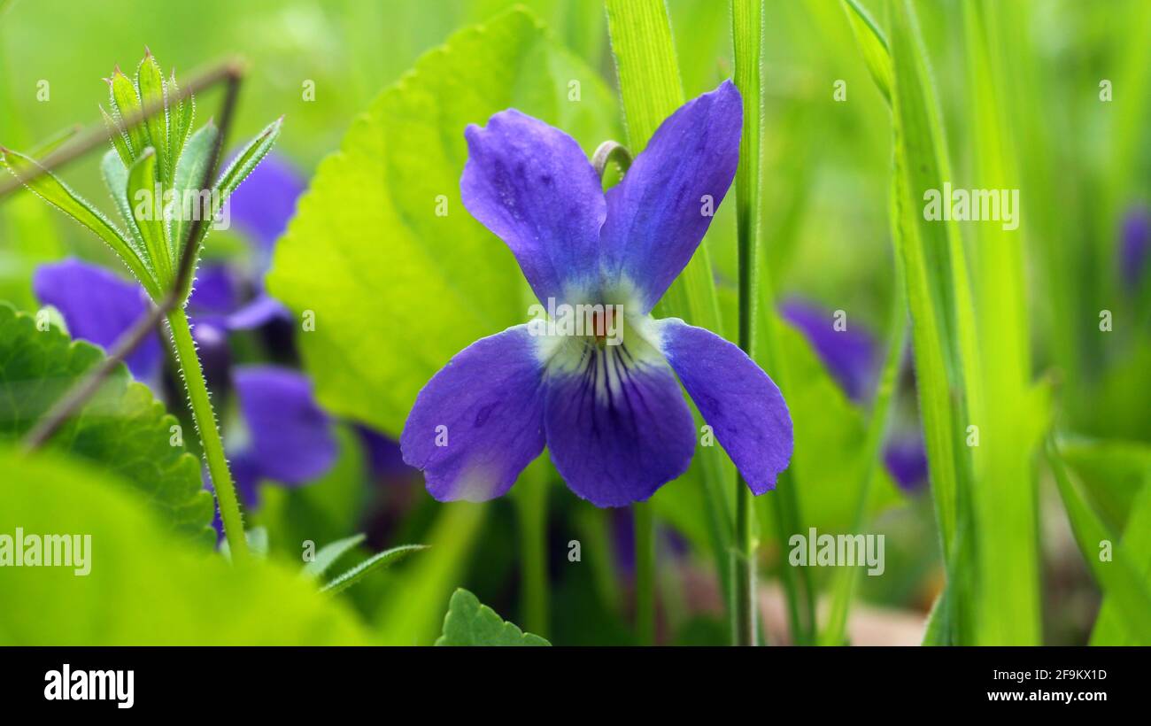 Viola pianta fiorente su un prato di primavera. Viola odorata. Foto Stock