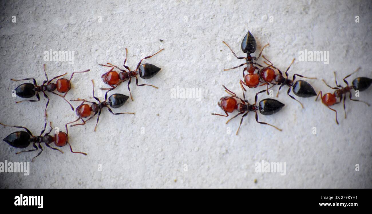 Formiche nere e rosse sulla superficie metallica. Macro dettaglio, giorno di sole. Munilla, la Rioja, Spagna. Foto Stock