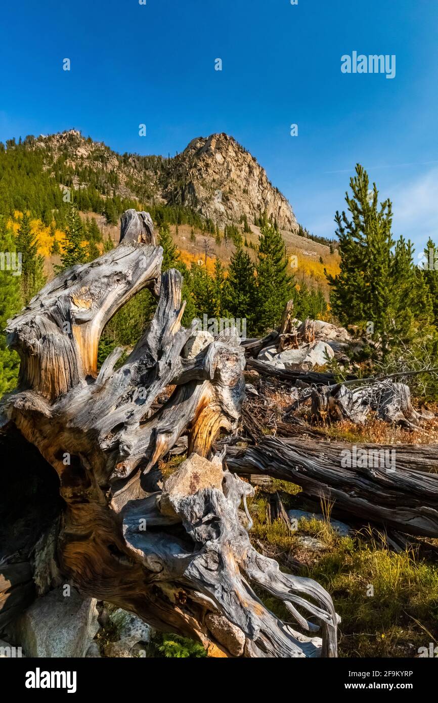 Lodgepole Pine, Pinus contorta, alberi e ceppi stagni in Rock Creek Valley in Beartooth Mountains, Beartooth Highway, Montana, USA Foto Stock