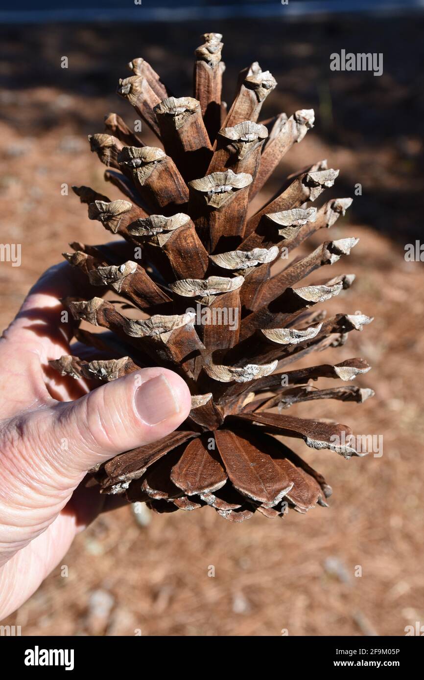 Una persona che tiene un cono di pino molto grande da un albero di pino di foglia lunga del North Carolina. Foto Stock