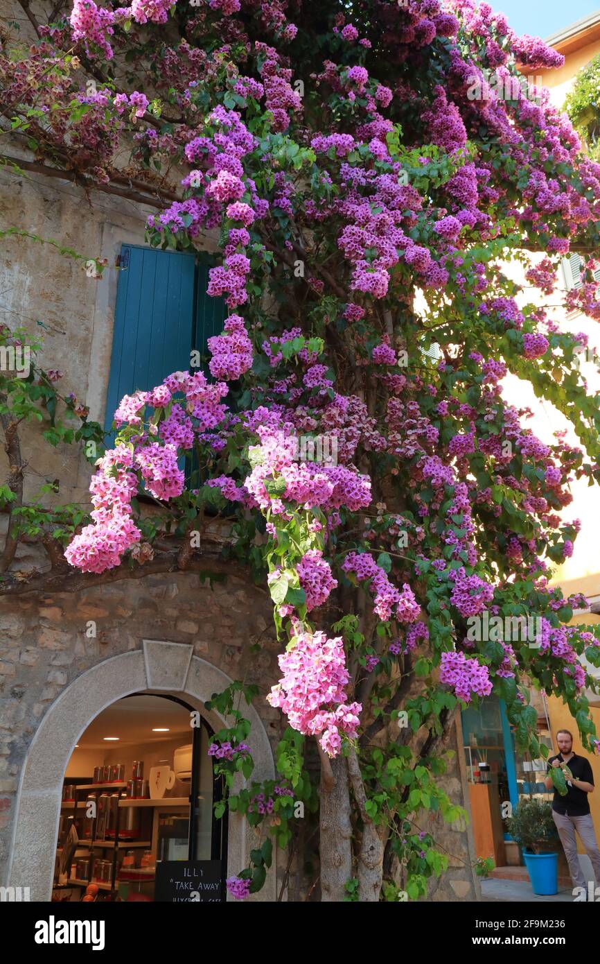 Sirmione, Lago di Garda. Fiori viola bouganvillea a casa della città  vecchia. Lago di Garda, Gardasee, Italia Foto stock - Alamy