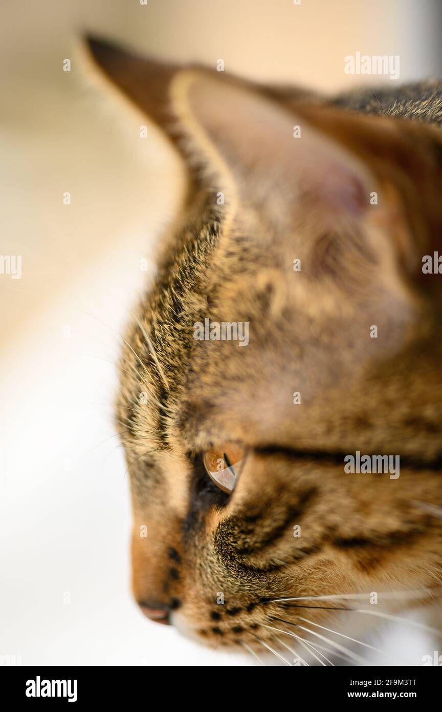 Testa di giovane gatto shortair europeo Foto Stock