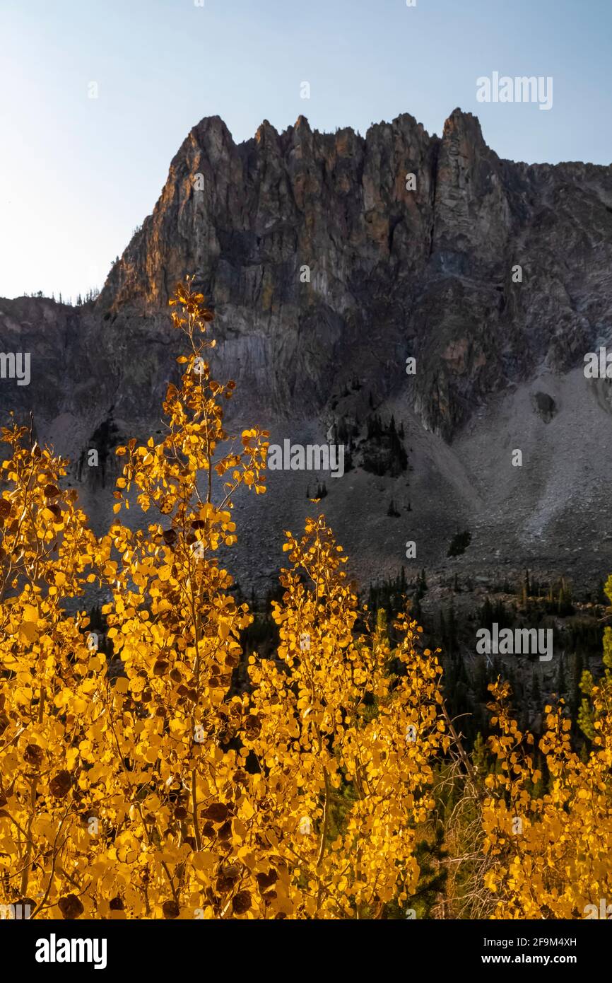 Quaking Aspens, Populus tremuloides, sulle montagne di Beartooth Mountains, Rock Creek Valley, Beartooth Highway, Montana, USA Foto Stock