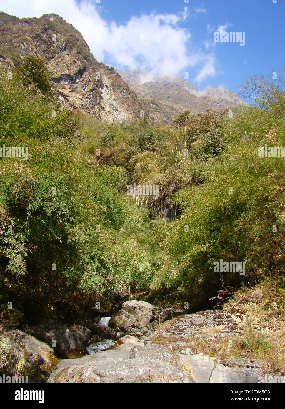 Foreste di montagna temperate miste (foreste miste dell'Himalaya) ai piedi della catena montuosa dell'Annapurna, Nepal Foto Stock