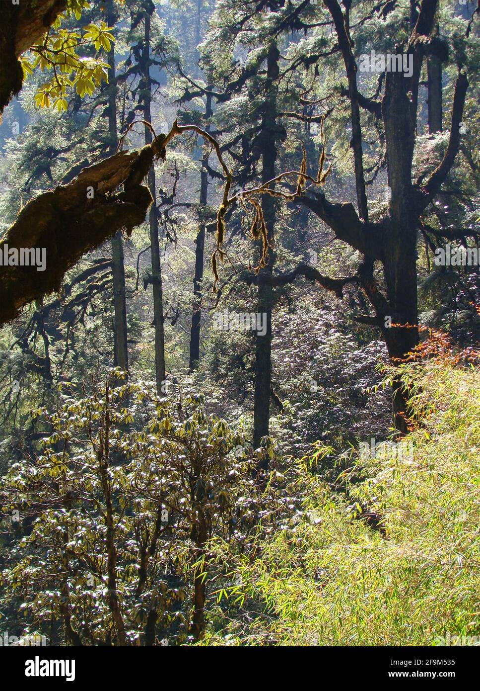 Foreste di montagna temperate miste (foreste miste dell'Himalaya) ai piedi della catena montuosa dell'Annapurna, Nepal Foto Stock