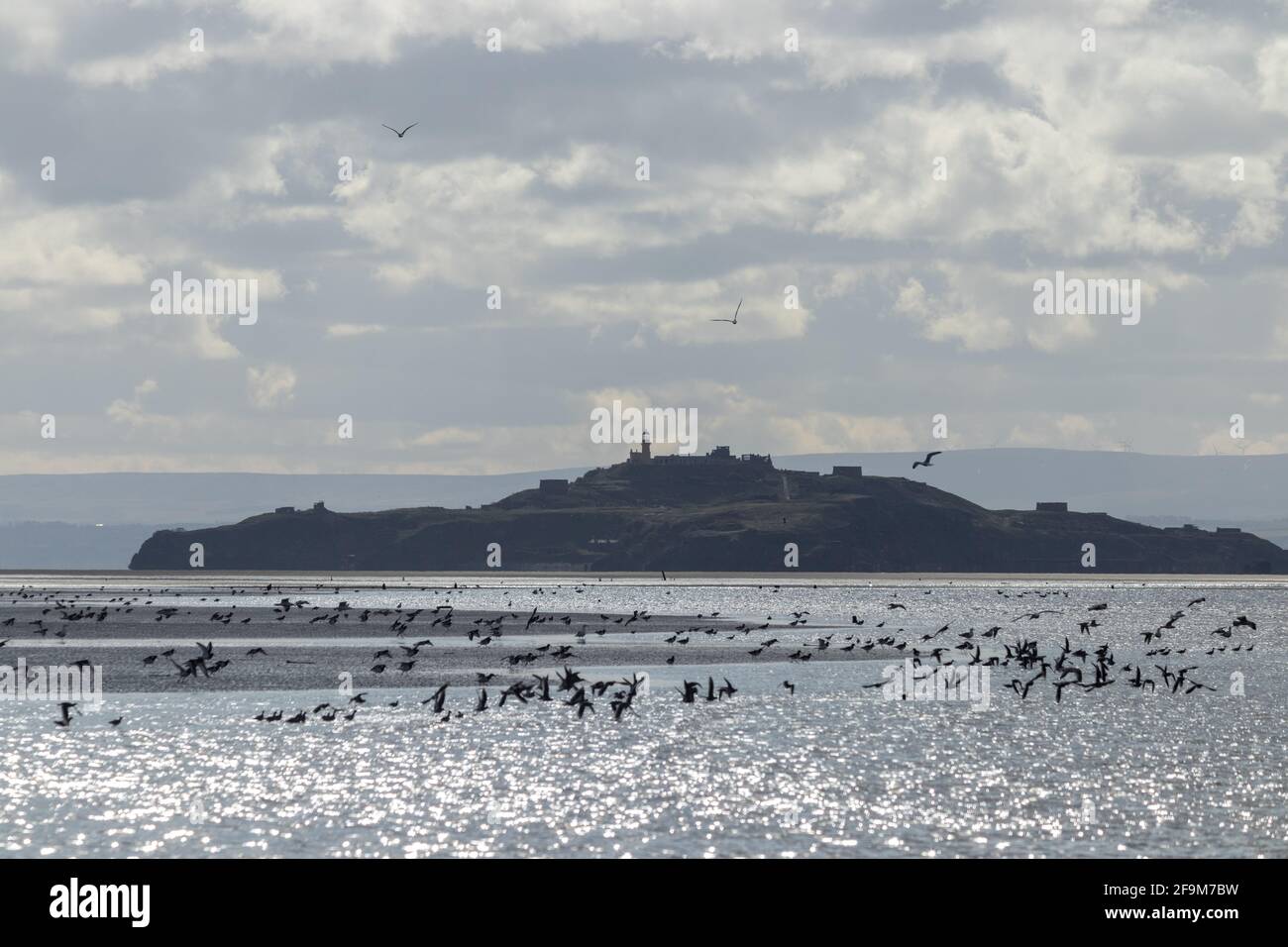 Isola di Inchkeith da Kinghorn con un sacco di uccelli guadi, Fife, Scozia. Foto Stock