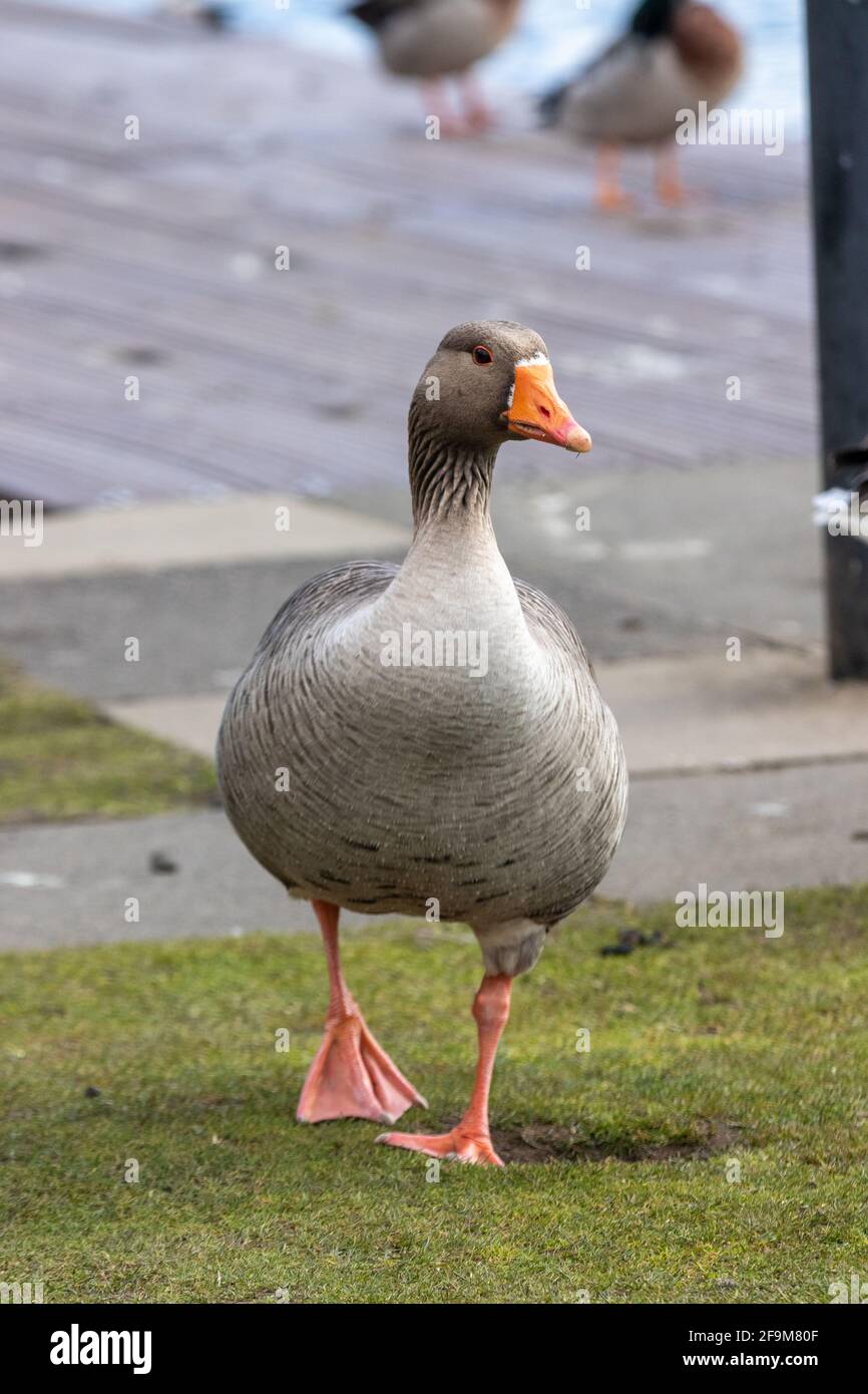 Un'unica Oca di Greylag Foto Stock
