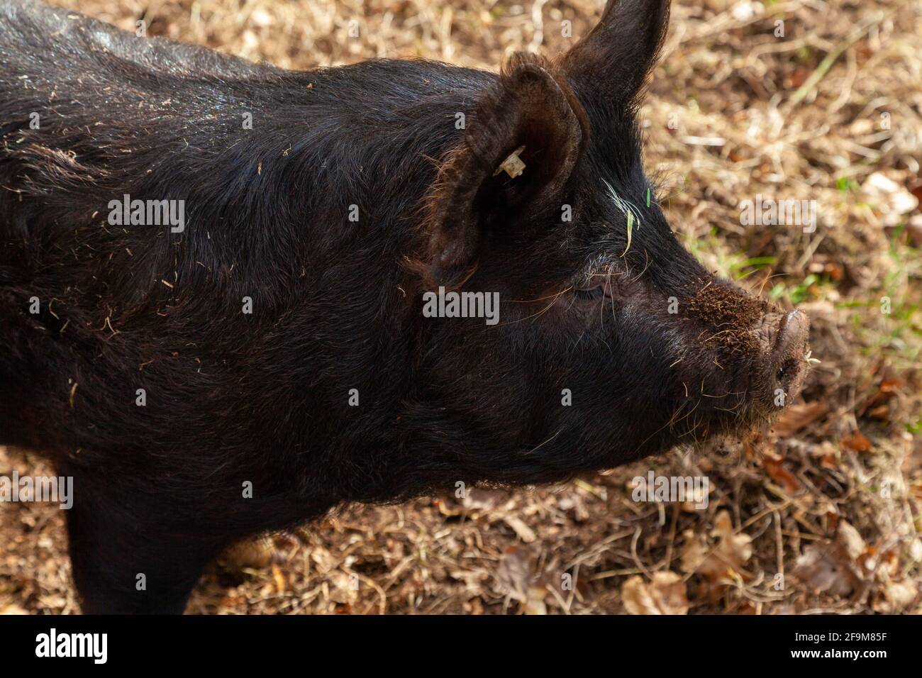 Ritratto di un maiale nero peloso lato su Foto Stock