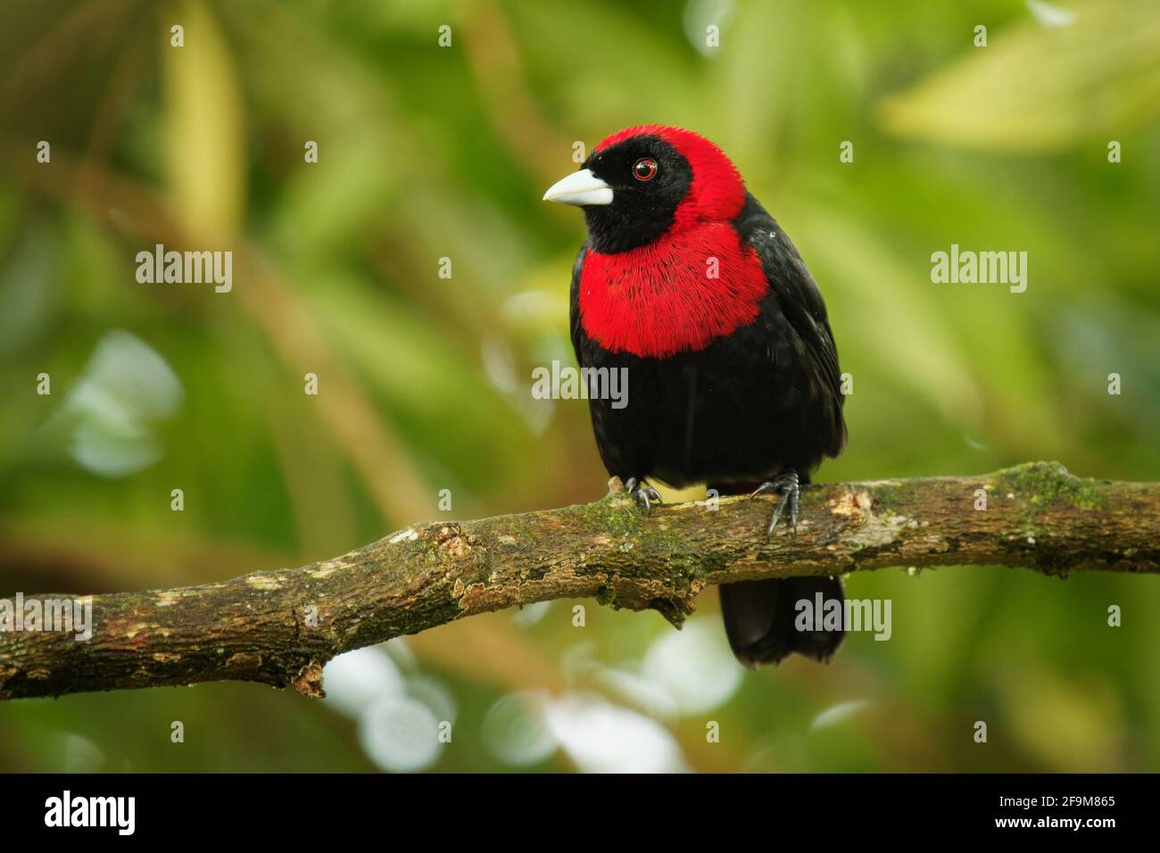 Crimson-collarred Tanager - Ramphocelus sanguinolentus è piccolo uccello nero e rosso della canzone del Medio America, a volte proprio come Phlogothraupis sanguinolenta, Foto Stock