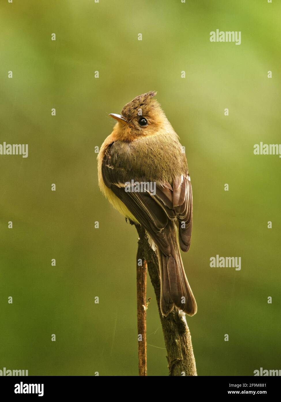 Northern Tufted Flycatcher - Mitrephanes phaeocercus piccolo uccello passerino nella famiglia dei flycatcher tiranno, razze negli altopiani dal Messico all'Ecuador, oli Foto Stock