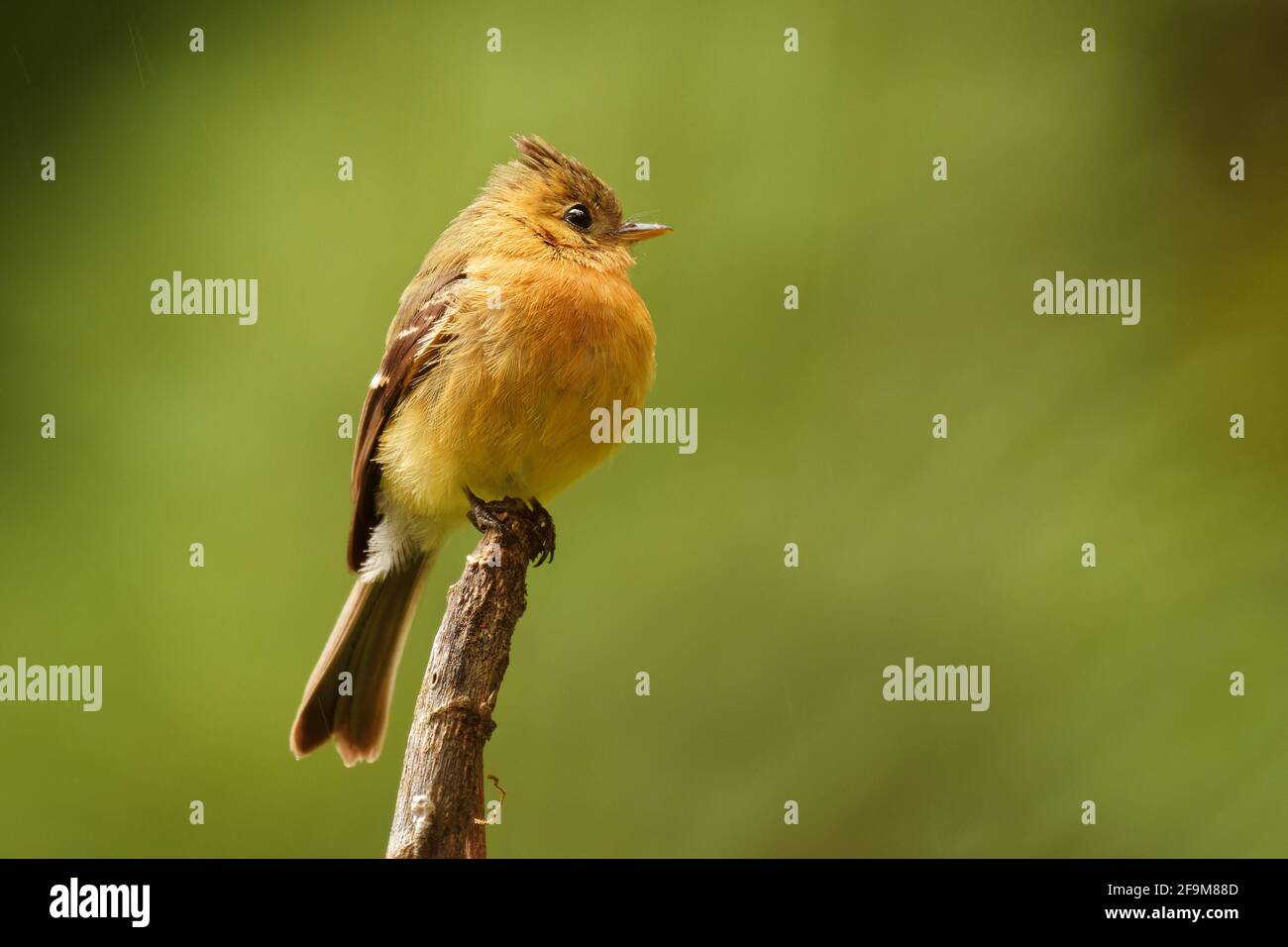 Northern Tufted Flycatcher - Mitrephanes phaeocercus piccolo uccello passerino nella famiglia dei flycatcher tiranno, razze negli altopiani dal Messico all'Ecuador, oli Foto Stock