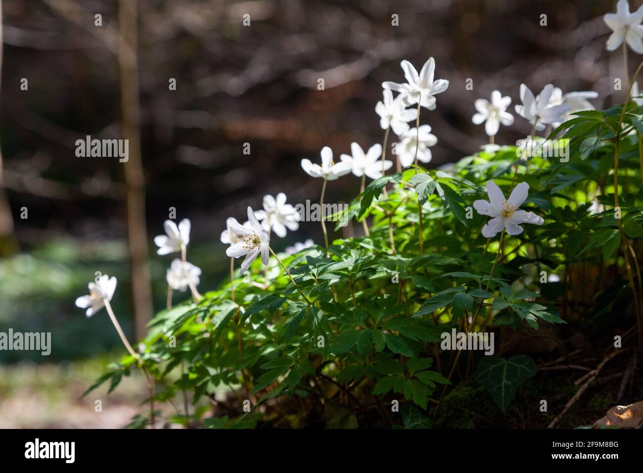 Anemone nemorosa, l'anemone in legno, è una pianta fiorita di primaverile nella famiglia delle ranunculaceae, Fife, Scozia Foto Stock