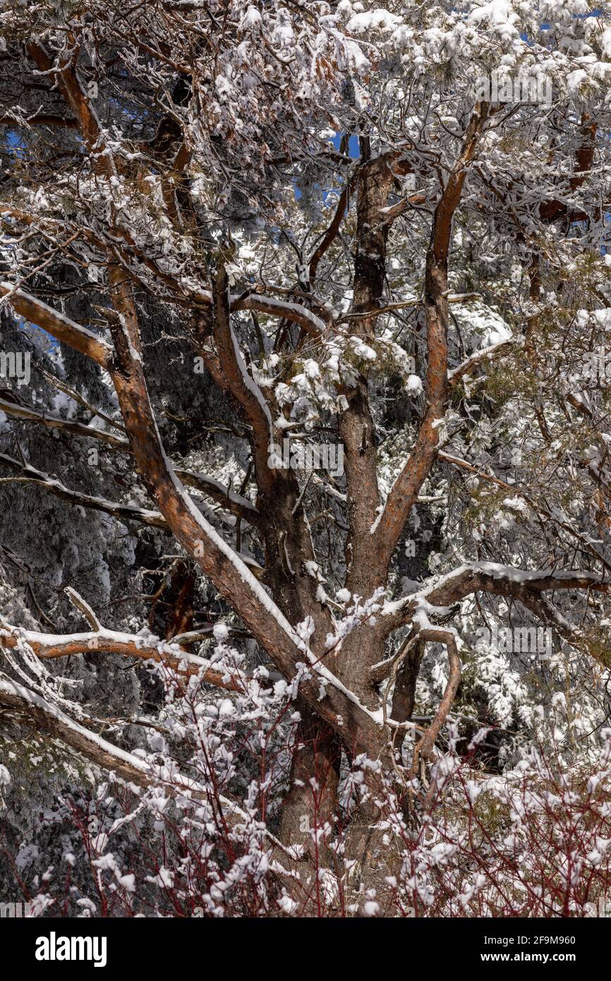 Alberi ricoperti di ghiaccio a gennaio, vicino alla Cherry Valley nella contea di Otsego, nello stato di New York. Foto Stock