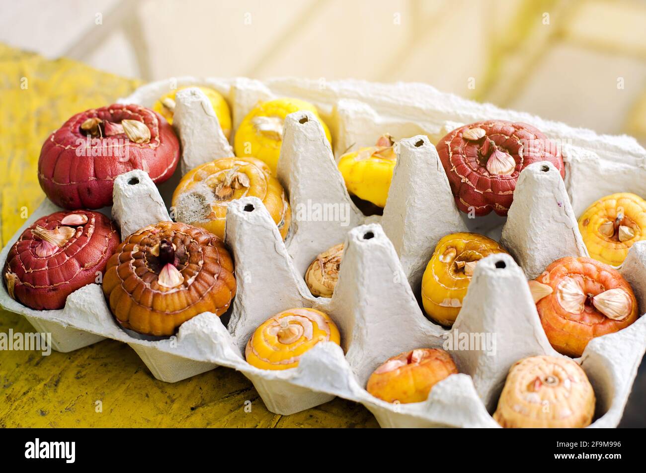 Tuberi di Gladiolus in vassoi di cartone per uova. Germinazione di cormi utilizzando una nuova tecnica. Coltivando e piantando piante in primavera. Messa a fuoco selettiva Foto Stock