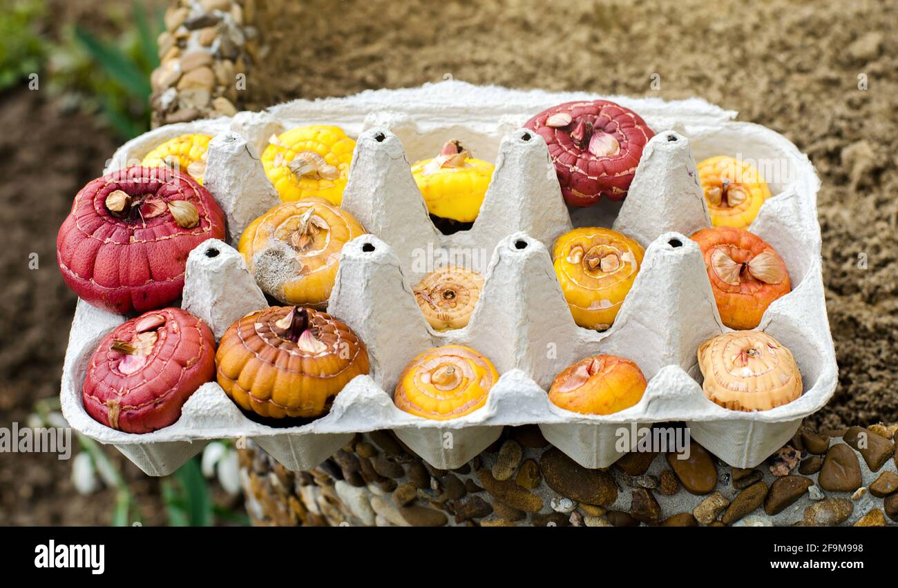 Tuberi di Gladiolus in vassoi di cartone per uova. Germinazione di cormi utilizzando una nuova tecnica. Coltivando e piantando piante in primavera. Messa a fuoco selettiva Foto Stock
