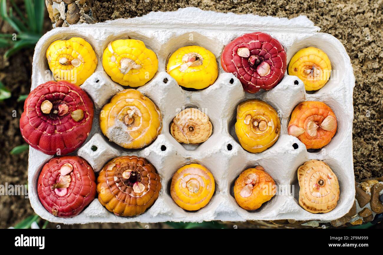 Tuberi di Gladiolus in vassoi di cartone per uova. Germinazione di cormi utilizzando una nuova tecnica. Coltivando e piantando piante in primavera. Messa a fuoco selettiva Foto Stock