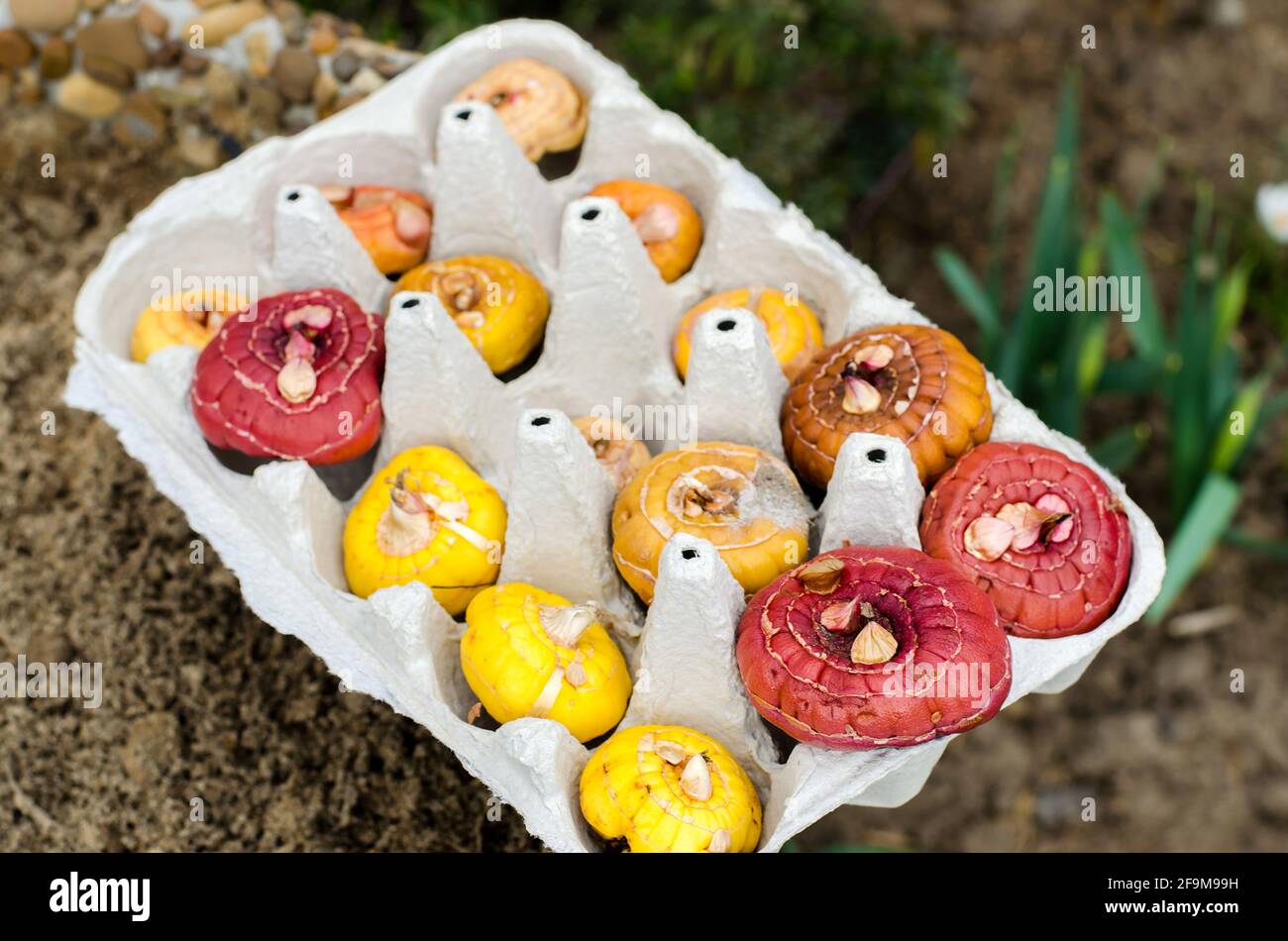Tuberi di Gladiolus in vassoi di cartone per uova. Germinazione di cormi utilizzando una nuova tecnica. Coltivando e piantando piante in primavera. Messa a fuoco selettiva Foto Stock