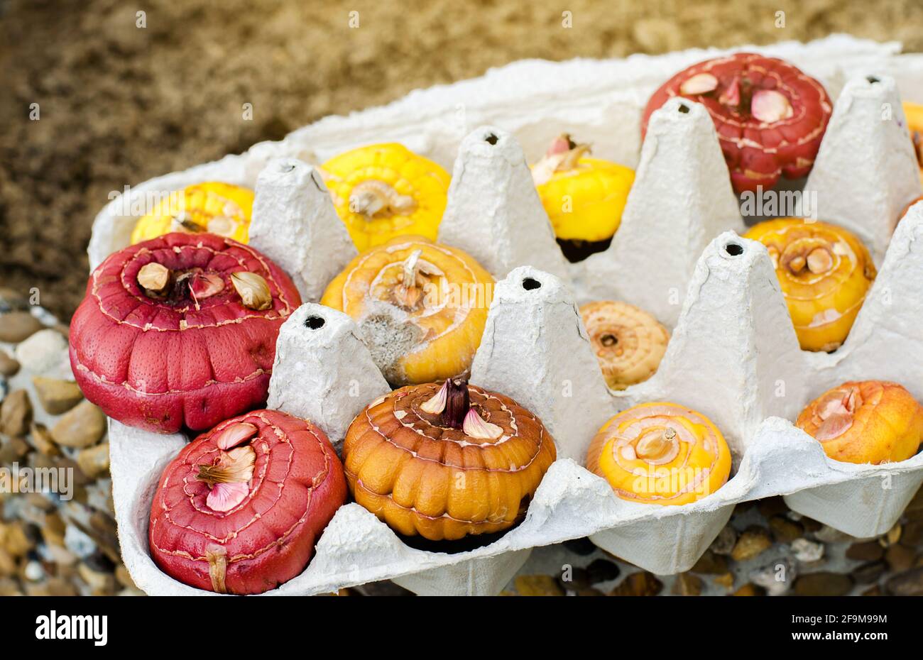 Tuberi di Gladiolus in vassoi di cartone per uova. Germinazione di cormi utilizzando una nuova tecnica. Coltivando e piantando piante in primavera. Messa a fuoco selettiva Foto Stock