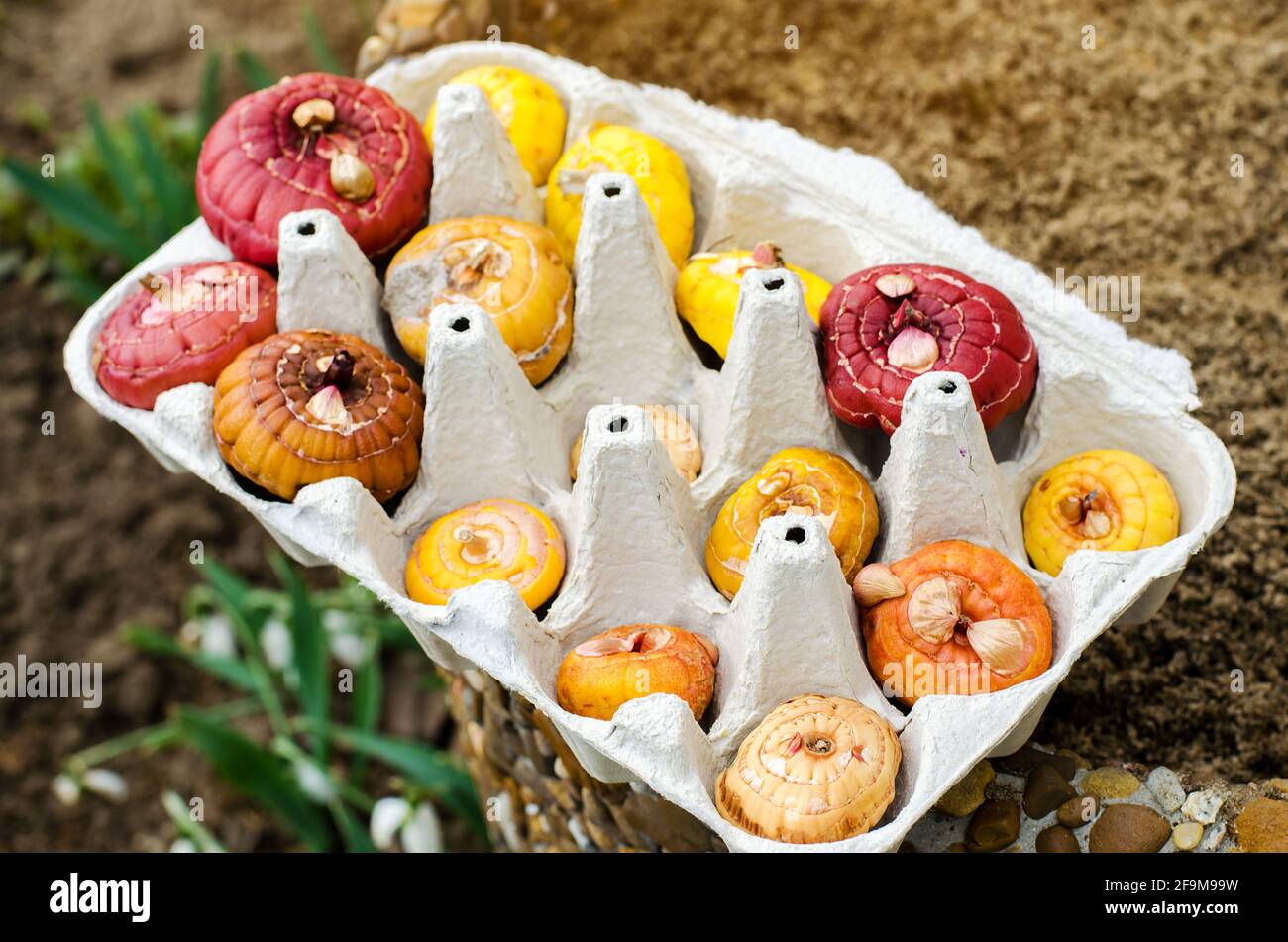 Tuberi di Gladiolus in vassoi di cartone per uova. Germinazione di cormi utilizzando una nuova tecnica. Coltivando e piantando piante in primavera. Messa a fuoco selettiva Foto Stock