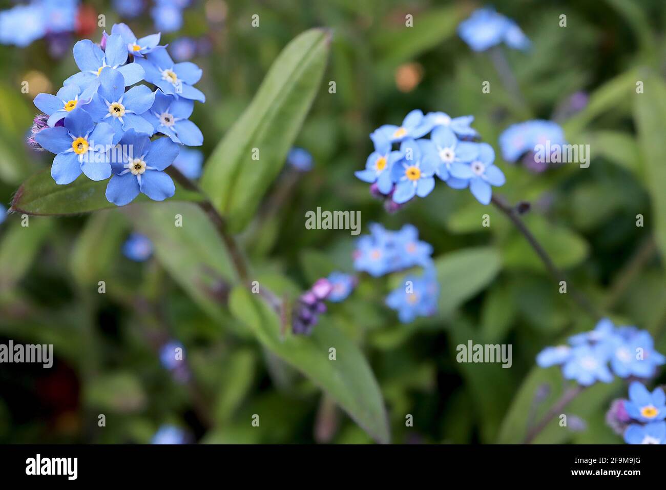 Myosotis sylvatica Blue Wood Forget-me-nots - fiori blu a forma di stella con centri gialli e bianchi, aprile, Inghilterra, Regno Unito Foto Stock
