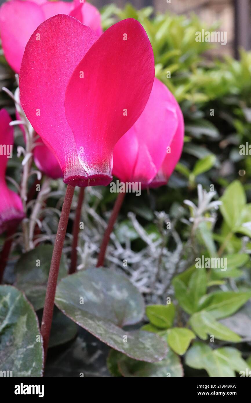 Cyclamen persicum ‘Metis Magenta Shades’ ciclamino persiano Magenta – fiori magenta rosso profondo in cima a foglie a forma di cuore con marcature in argento, aprile, Regno Unito Foto Stock