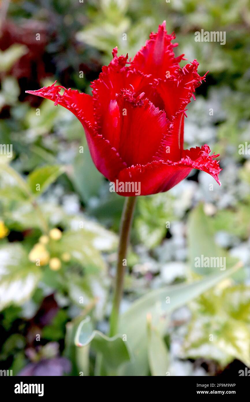 Tulipa ‘Pacific Pearl’ bordato 7 Tulip Pacific Pearl – fiori rossi scarlatto con bordi frangiati, aprile, Inghilterra, Regno Unito Foto Stock