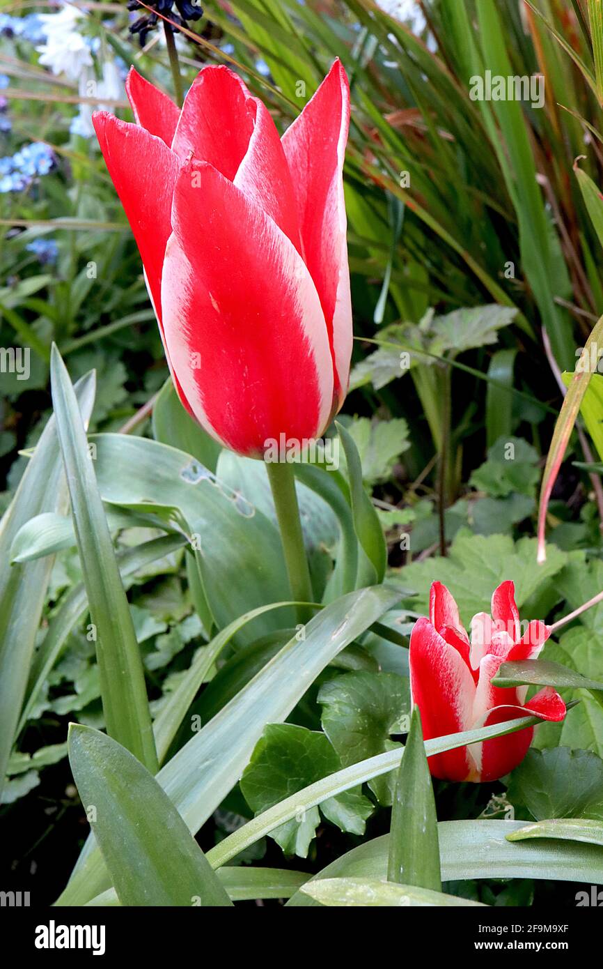 Tulipa ‘Pinocchio’ Greigii 14 Pinocchio tulipano - fiori rossi di carminio, margini bianchi, aprile, Inghilterra, Regno Unito Foto Stock