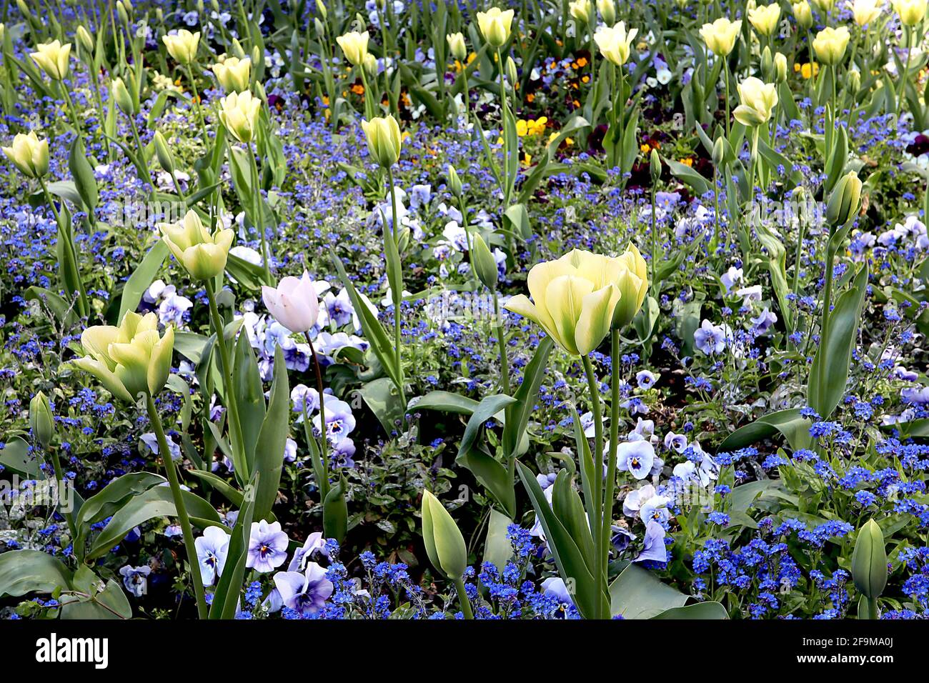 Tulipa ‘Spring Green’ Viridiflora 8 tulipano verde primavera - fiori crema, fiamma verde brillante, aprile, Inghilterra, Regno Unito Foto Stock