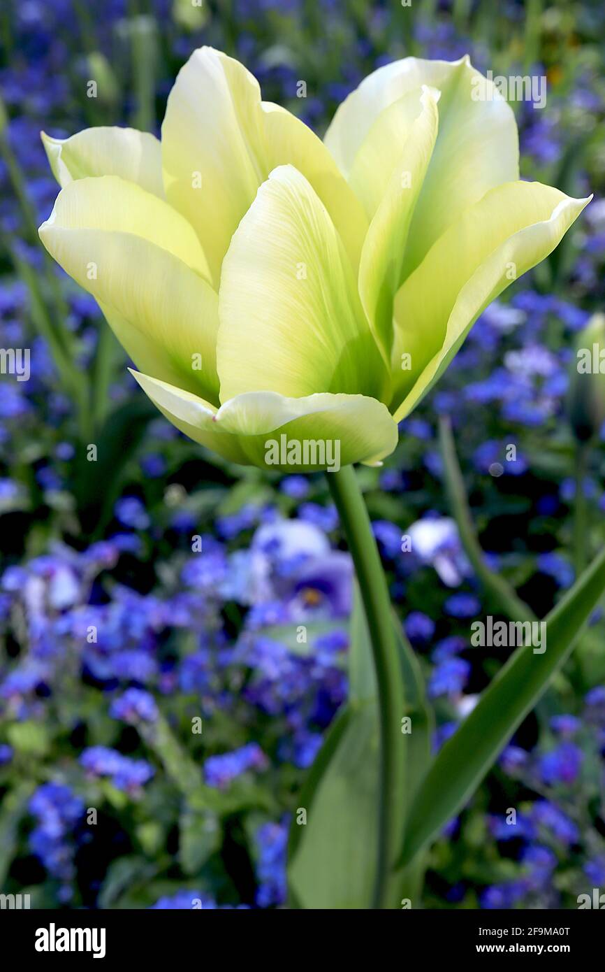 Tulipa ‘Spring Green’ Viridiflora 8 tulipano verde primavera - fiori crema, fiamma verde brillante, aprile, Inghilterra, Regno Unito Foto Stock