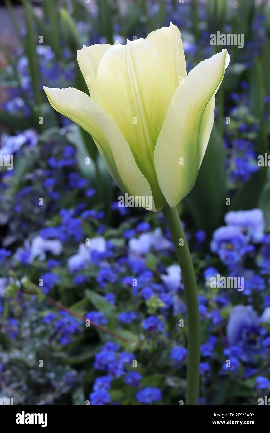 Tulipa ‘Spring Green’ Viridiflora 8 tulipano verde primavera - fiori crema, fiamma verde brillante, aprile, Inghilterra, Regno Unito Foto Stock