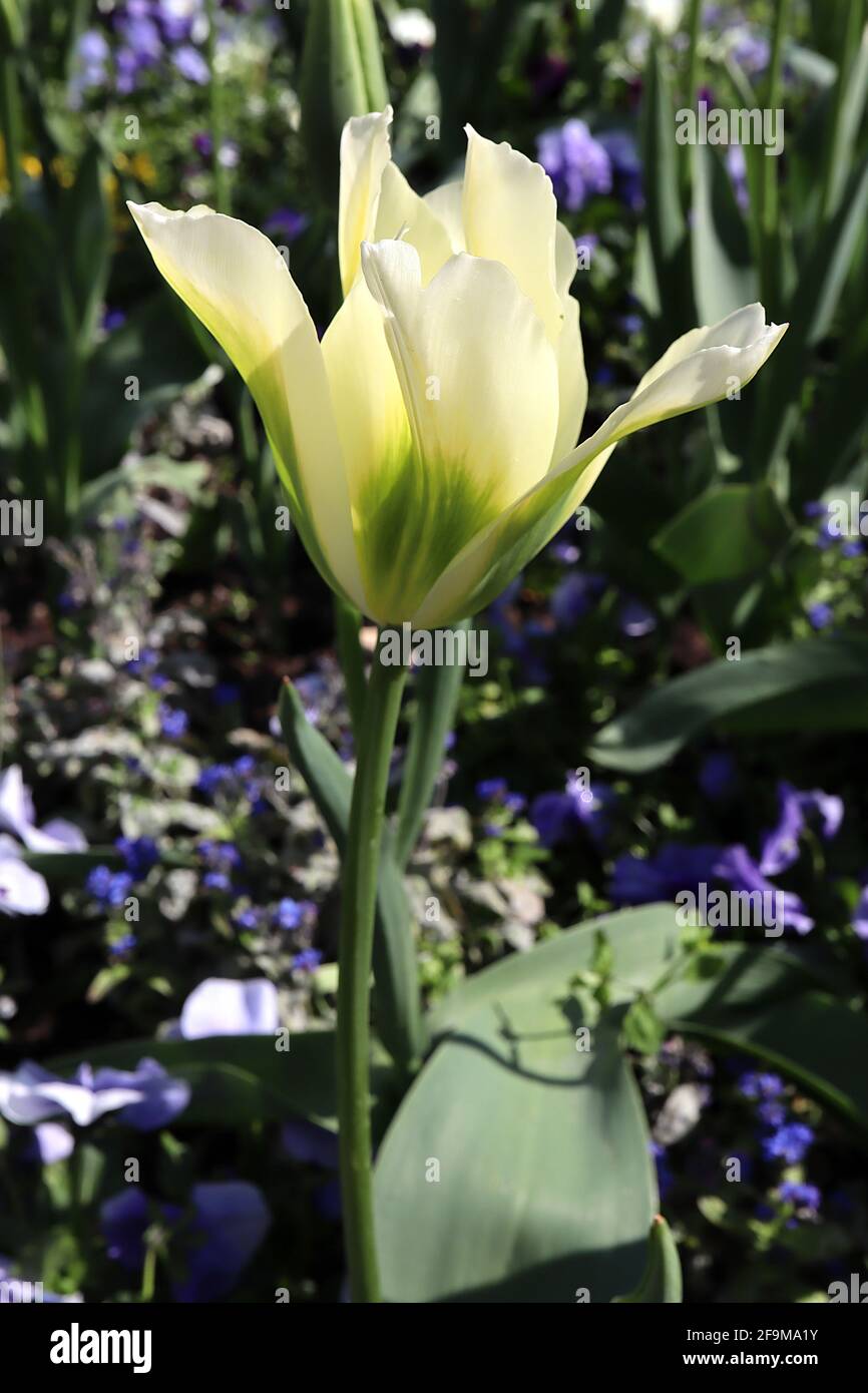 Tulipa ‘Spring Green’ Viridiflora 8 tulipano verde primavera - fiori crema, fiamma verde brillante, aprile, Inghilterra, Regno Unito Foto Stock