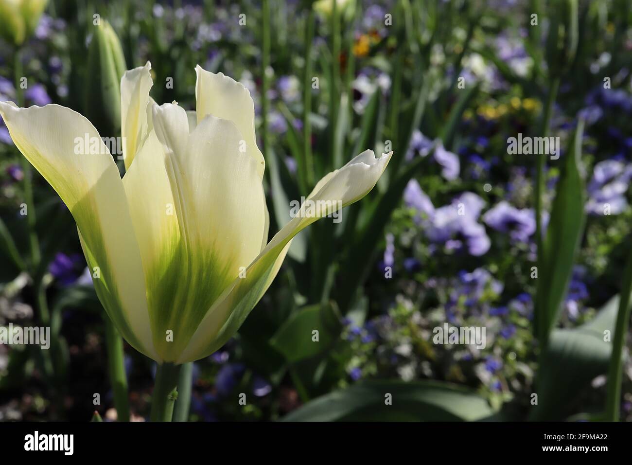 Tulipa ‘Spring Green’ Viridiflora 8 tulipano verde primavera - fiori crema, fiamma verde brillante, aprile, Inghilterra, Regno Unito Foto Stock