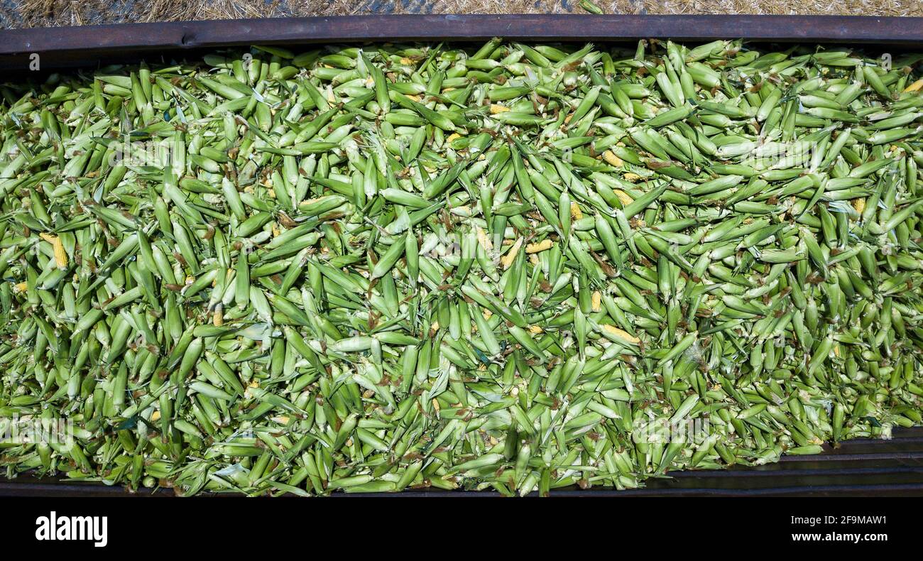 Granturco dolce. Grande quantità di mais dolce fresco. Foto Stock