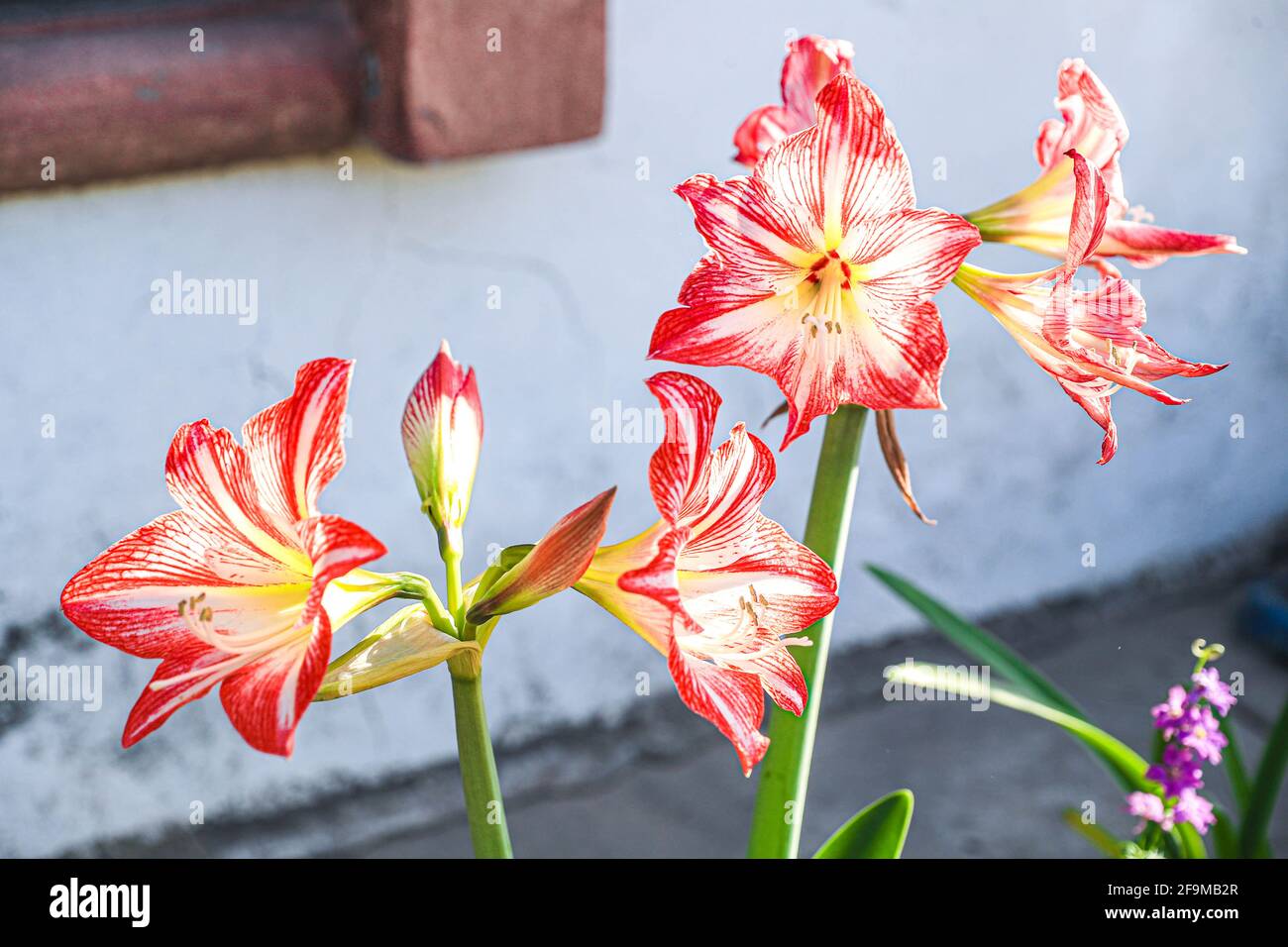 Amaryllis Peacock in fiamme, Lilium, Lily, Amaryllis doppio rosso e bianco, Amaryllis Bulbs, Amaryllis Fiori Amaryllis piante, Amaryllis in fiamme Peacock Amaryllis, Fiori, Rosa, striato, Petali, Casa, impianto, Primavera ... ( Photo by Luis Gutierrez / Norte Photo) Amaryllis Flaming Peacock,Lilium, lirio, Amarilis doble roja y blanca, Amaryllis Bulbs, Amaryllis Flowers Amaryllis Plants, pavo real llameante de la amarilis, las flores, Rosa, a rayas, pétalos, planta de interior, planta, primavera ... (Foto di Luis Gutierrez / Norte Photo) Foto Stock