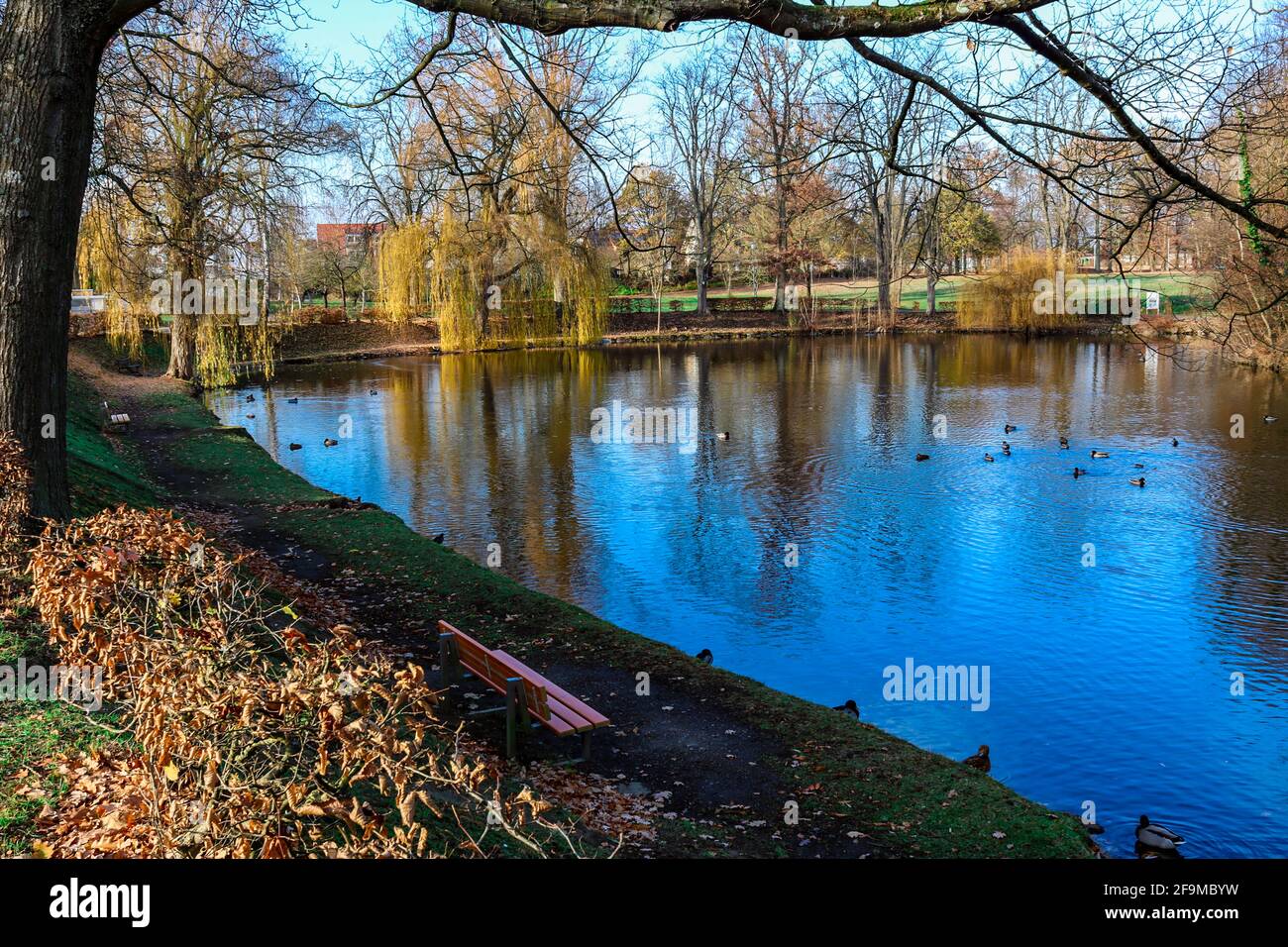 Bad Friedrichchall, Germania, Schachtsee. Colorato paesaggio autunnale con alberi, cespugli, lago e anatre. Seduto su una panchina. Foto Stock