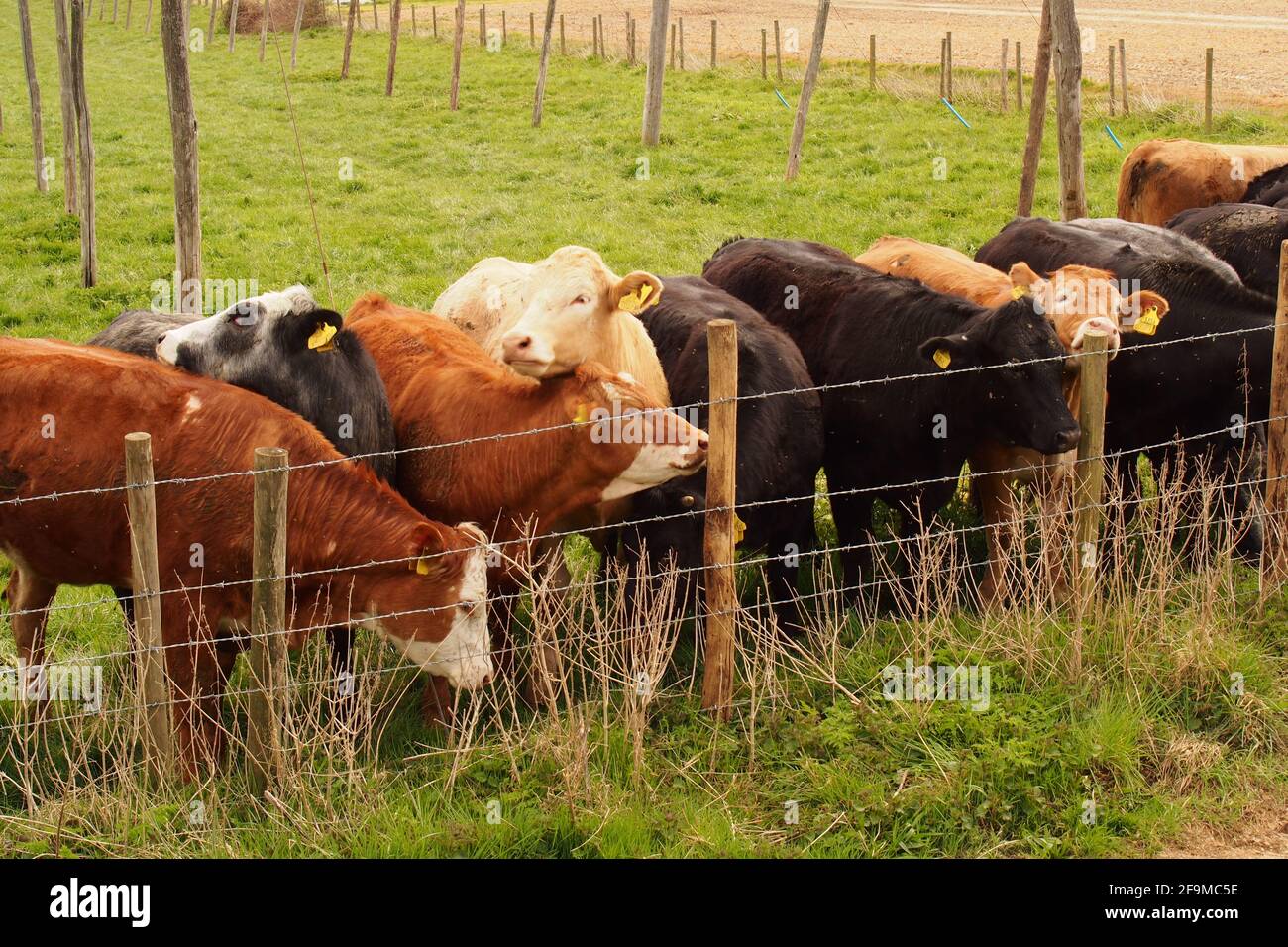 Un gruppo di giovani bovini etichettati in primavera, dietro una recinzione a filo spinato in un campo dove si coltivano luppolo Kent Foto Stock